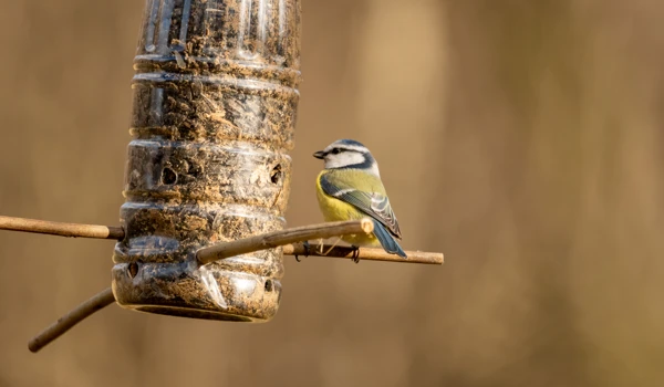 Birdfeeder