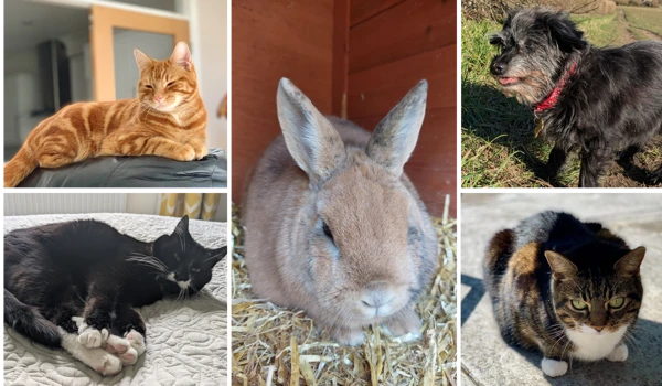 Blog Pet Day 2025